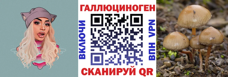 цены   Волжский  Галлюциногенные грибы Psilocybine cubensis 
